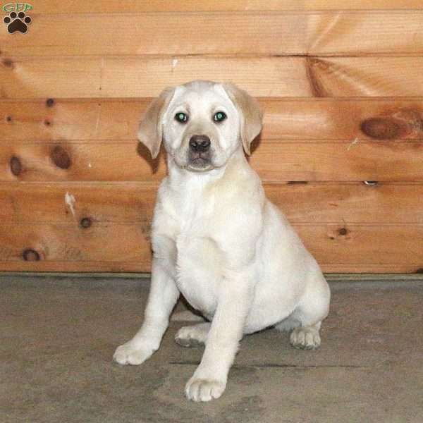 Bonnie, Yellow Labrador Retriever Puppy