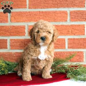 Bonnie, Mini Goldendoodle Puppy