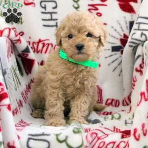 Bonnie, Cavapoo Puppy