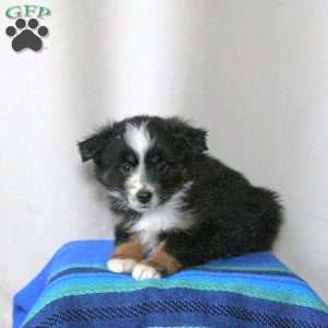 Bonnie, Miniature Australian Shepherd Puppy