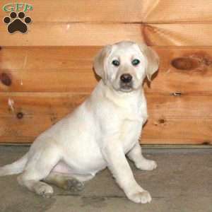 Bonnie, Yellow Labrador Retriever Puppy