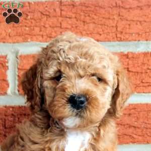 Bonnie, Mini Goldendoodle Puppy