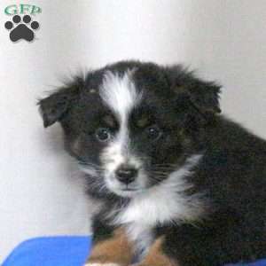 Bonnie, Miniature Australian Shepherd Puppy