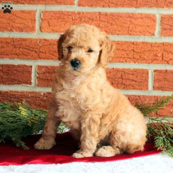 Boomer, Mini Goldendoodle Puppy