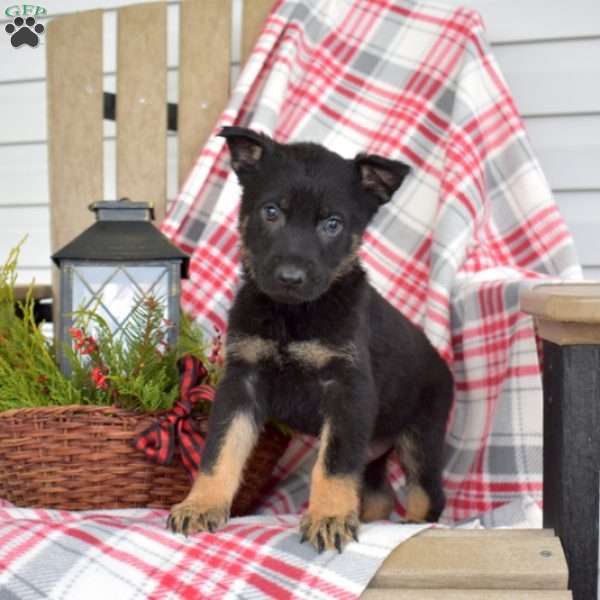Boomer, German Shepherd Puppy