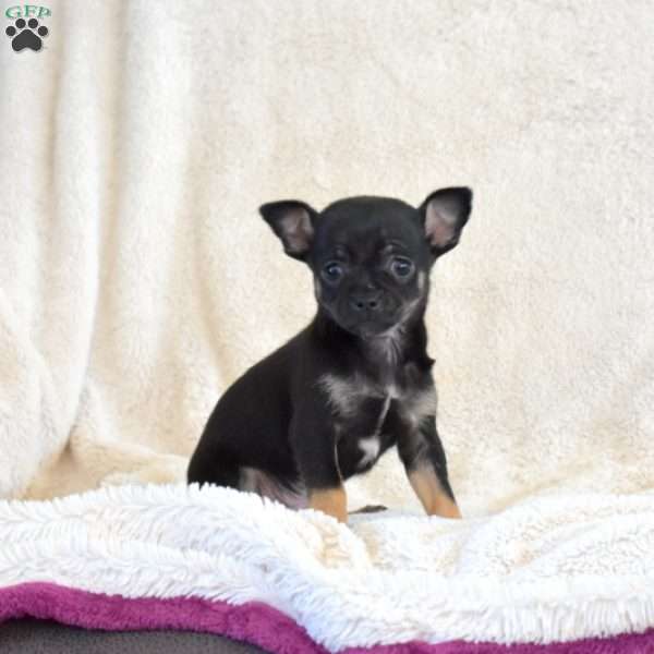 Boomer, Chihuahua Puppy