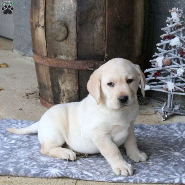 Boomer, Yellow Labrador Retriever Puppy