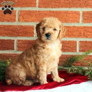 Boomer, Mini Goldendoodle Puppy