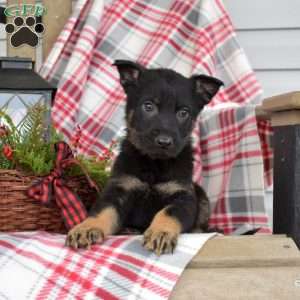Boomer, German Shepherd Puppy