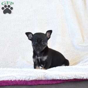 Boomer, Chihuahua Puppy