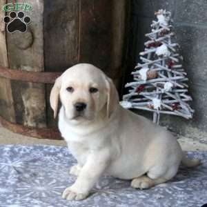 Boomer, Yellow Labrador Retriever Puppy