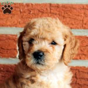 Boomer, Mini Goldendoodle Puppy