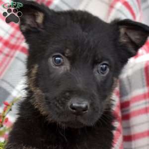 Boomer, German Shepherd Puppy