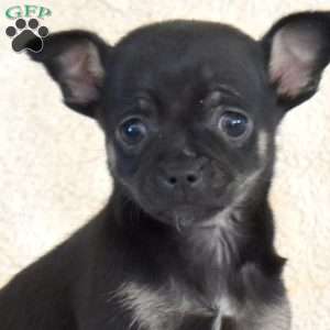 Boomer, Chihuahua Puppy