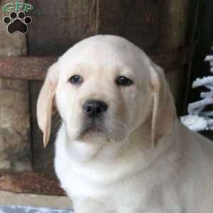 Boomer, Yellow Labrador Retriever Puppy