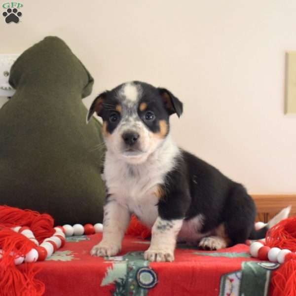 Boots, Welsh Corgi Mix Puppy