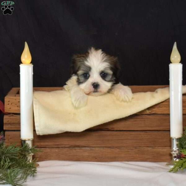 Boots, Mal-Shi Puppy