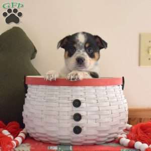 Boots, Welsh Corgi Mix Puppy