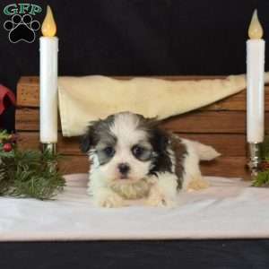 Boots, Mal-Shi Puppy