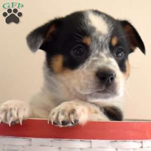 Boots, Welsh Corgi Mix Puppy