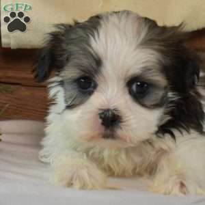 Boots, Mal-Shi Puppy