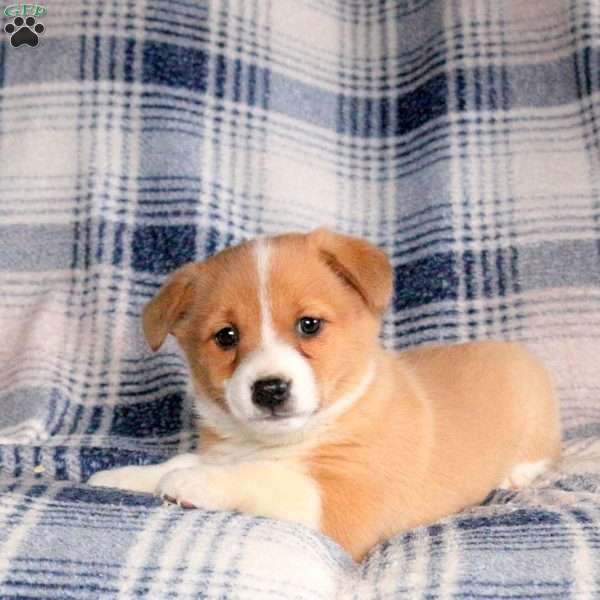 Bouncer, Welsh Corgi Mix Puppy