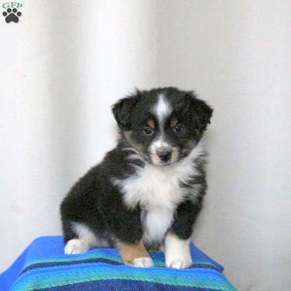 Bouncer, Miniature Australian Shepherd Puppy