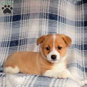 Bouncer, Welsh Corgi Mix Puppy