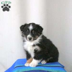 Bouncer, Miniature Australian Shepherd Puppy