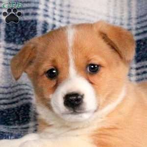 Bouncer, Welsh Corgi Mix Puppy