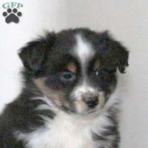 Bouncer, Miniature Australian Shepherd Puppy