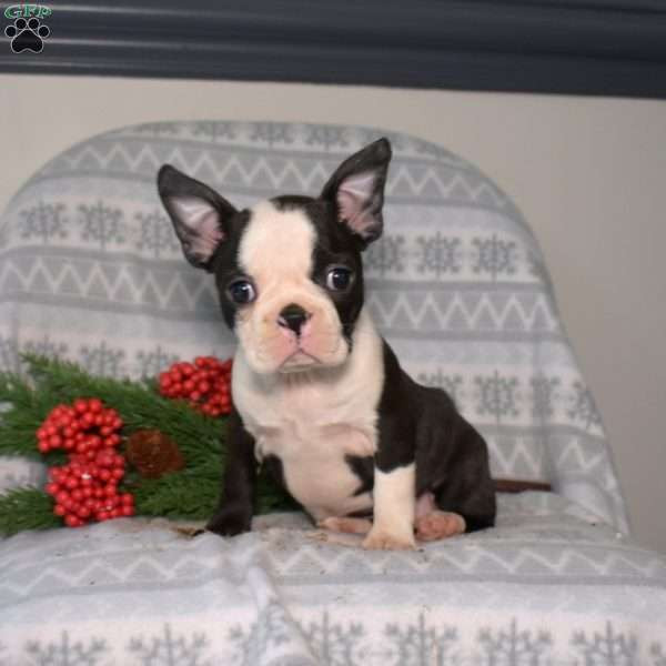 Bow, Boston Terrier Puppy