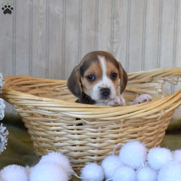 Bow, Beagle Puppy