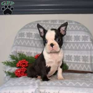 Bow, Boston Terrier Puppy