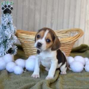 Bow, Beagle Puppy