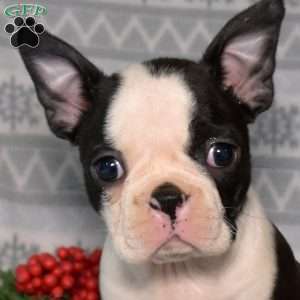 Bow, Boston Terrier Puppy