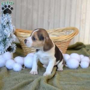 Bow, Beagle Puppy