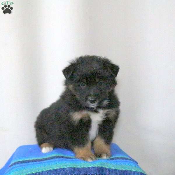 Bowser, Miniature Australian Shepherd Puppy