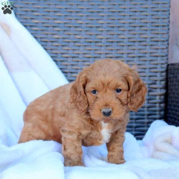 Bowser, Cockapoo Puppy