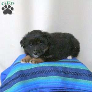 Bowser, Miniature Australian Shepherd Puppy