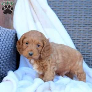 Bowser, Cockapoo Puppy
