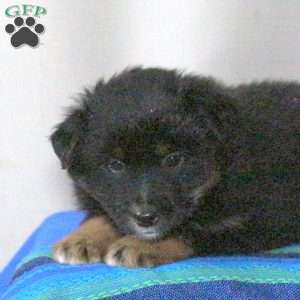 Bowser, Miniature Australian Shepherd Puppy