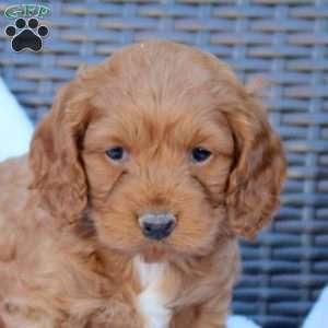 Bowser, Cockapoo Puppy