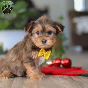 Brady, Morkie / Yorktese Puppy