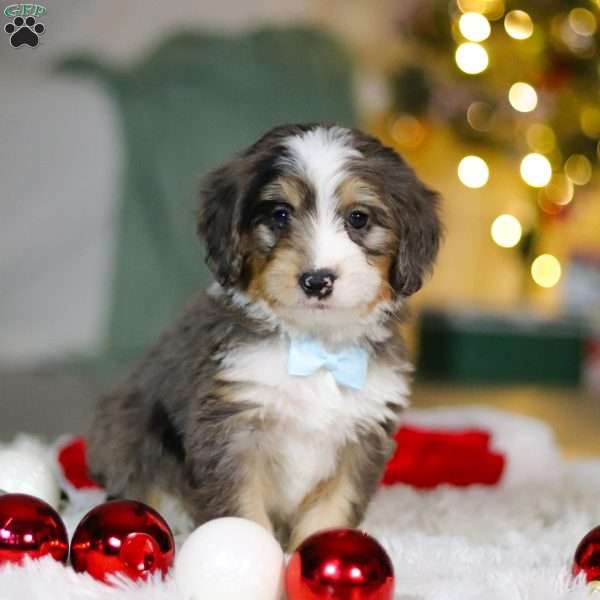 Brady, Mini Bernedoodle Puppy