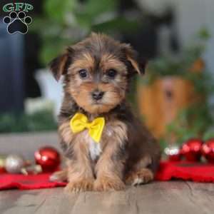 Brady, Morkie / Yorktese Puppy
