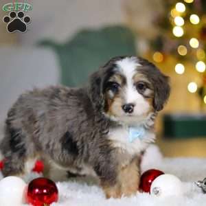 Brady, Mini Bernedoodle Puppy