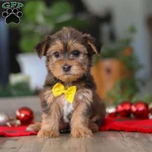 Brady, Morkie / Yorktese Puppy