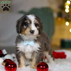 Brady, Mini Bernedoodle Puppy