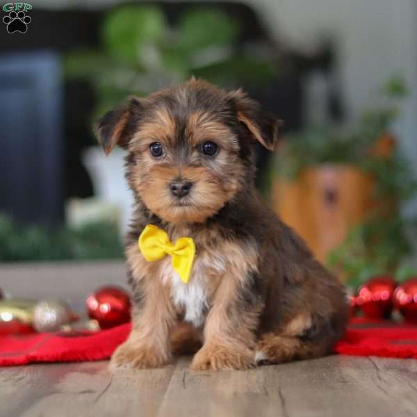 Brady, Morkie / Yorktese Puppy